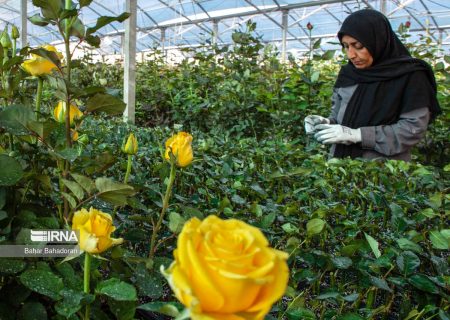 اشتغال یک هزار و ۶۱۵ زن سرپرست خانوار در لرستان