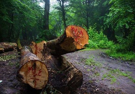 چالش درختان شکسته‌افتاده در دل جنگل‌ها