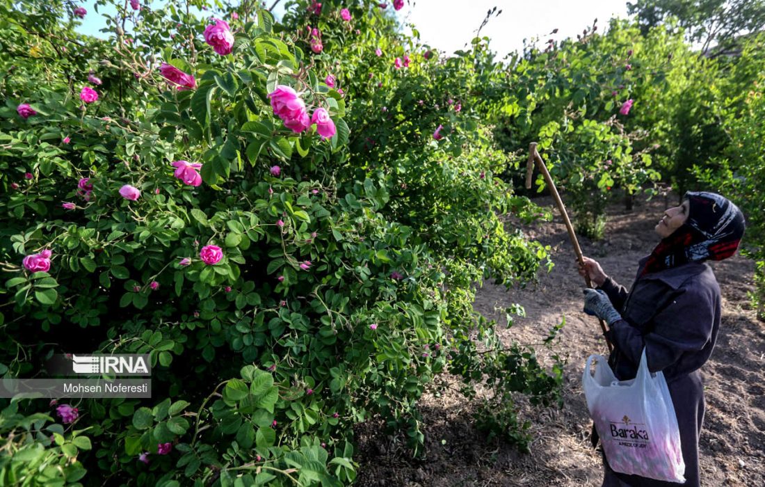 زنان روستایی پیشتاز کارآفرینی
