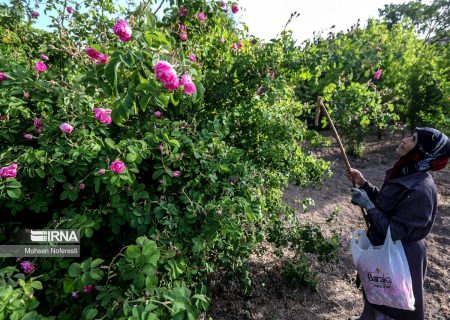 زنان روستایی پیشتاز کارآفرینی