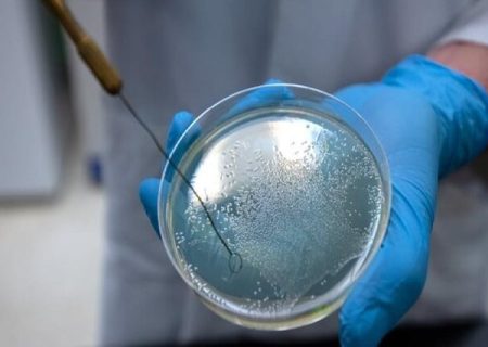 این باکتری‌ها به خون انسان تشنه هستند!