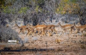 رشد ۳۵ درصدی جمعیت حیات‌وحش در مراکز تکثیر