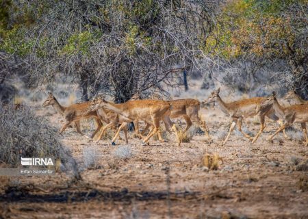 رشد ۳۵ درصدی جمعیت حیات‌وحش در مراکز تکثیر